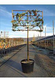Ilex mutchagara Nelly R. Stevens C180 Lit. Na Steblu 200 cm; 18/20 cm