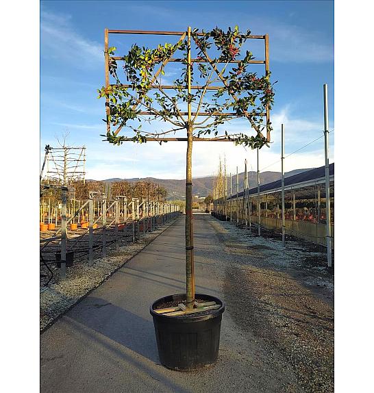 Ilex mutchagara Nelly R. Stevens C180 Lit. Na Steblu 200 cm; 18/20 cm