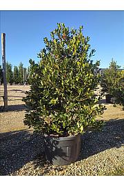 Ilex mutchagara Nelly R. Stevens C230 Lit. 175-200 cm