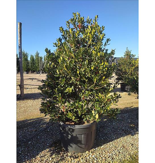 Ilex mutchagara Nelly R. Stevens C230 Lit. 175-200 cm