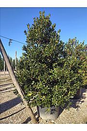 Ilex mutchagara Nelly R. Stevens C230 Lit. 200-250 cm