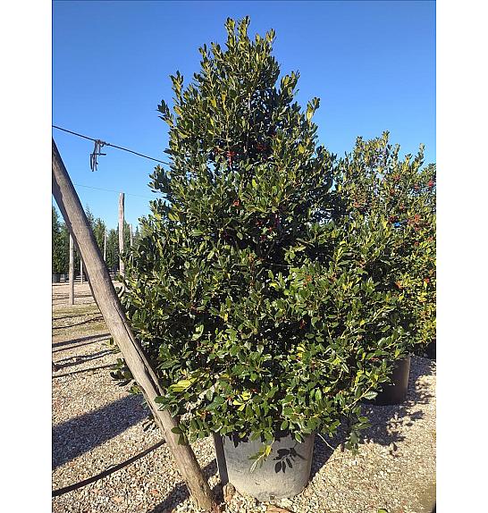 Ilex mutchagara Nelly R. Stevens C230 Lit. 200-250 cm