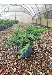 Juniperus Conf. Schlager C10 Lit. 30-40 cm (ZEL)