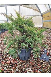 Juniperus Media Pfitz. Aurea C10 Lit. 30-40 cm