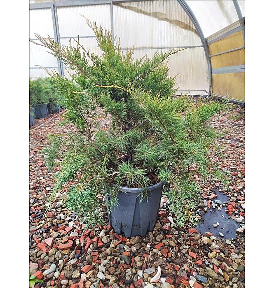 Juniperus Media Pfitz. Aurea C10 Lit. 30-40 cm