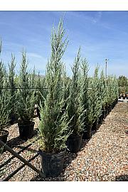 Juniperus virginiana Skyrochet C25 Lit. 150-175 cm