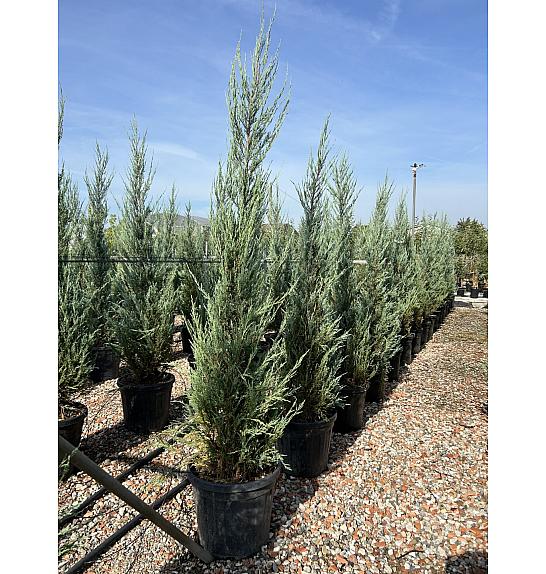 Juniperus virginiana Skyrochet C25 Lit. 150-175 cm