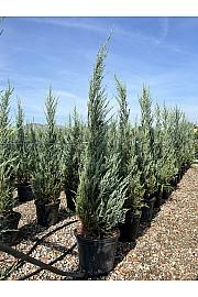 Juniperus virginiana Skyrochet C30 Lit. 175-200 cm