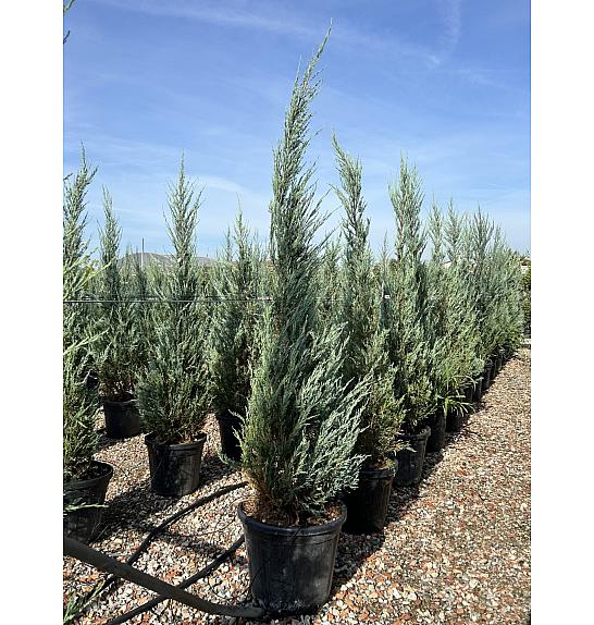 Juniperus virginiana Skyrochet C30 Lit. 175-200 cm