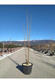 Koelreuteria Pan. Fastigiata C70 Lit. 250-300 cm; Večstebelni (ZEL)