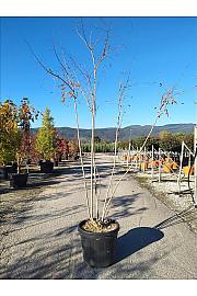Koelreuteria Paniculata C70 Lit. 250-300 cm (ZEL)