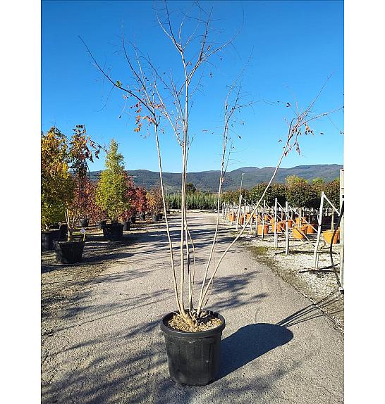 Koelreuteria Paniculata C70 Lit. 250-300 cm (ZEL)