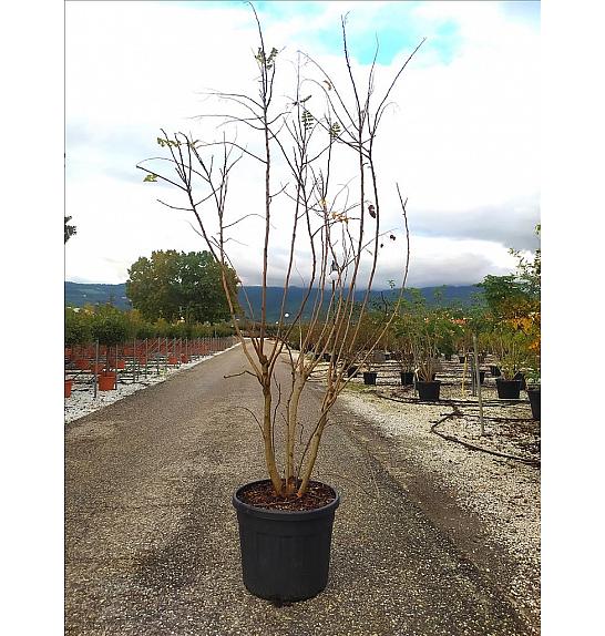 Koelreuteria paniculata C90 Lit. 250-300 cm; Večstebelni