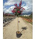 Lagerstroemia Ind.Durant Red C10 Lit. Na Steblu 100 cm (ZEL)