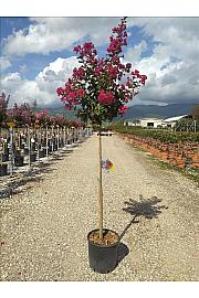 Lagerstroemia Ind.Durant Red C10 Lit. Na Steblu 100 cm (ZEL)