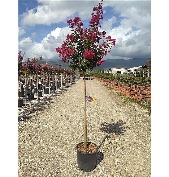 Lagerstroemia Ind.Durant Red C10 Lit. Na Steblu 100 cm (ZEL)