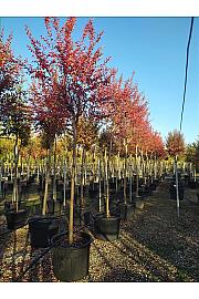 Lagerstroemia indica C130 Lit. Na Steblu 200 cm; 14/16 cm