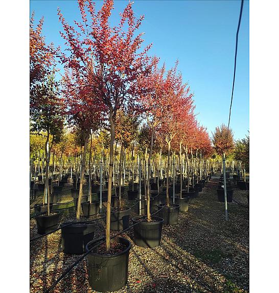 Lagerstroemia indica C130 Lit. Na Steblu 200 cm; 14/16 cm