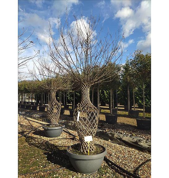 Lagerstroemia Indica In Cvs C145 Lit. 200-250 cm (ZEL)