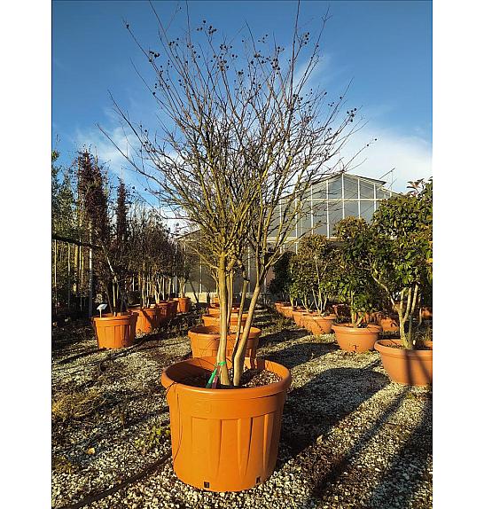 Lagerstroemia indica C150 Lit. 175-200 cm