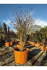 Lagerstroemia Indica In Cvs C150 Lit. 175-200 cm (ZEL)