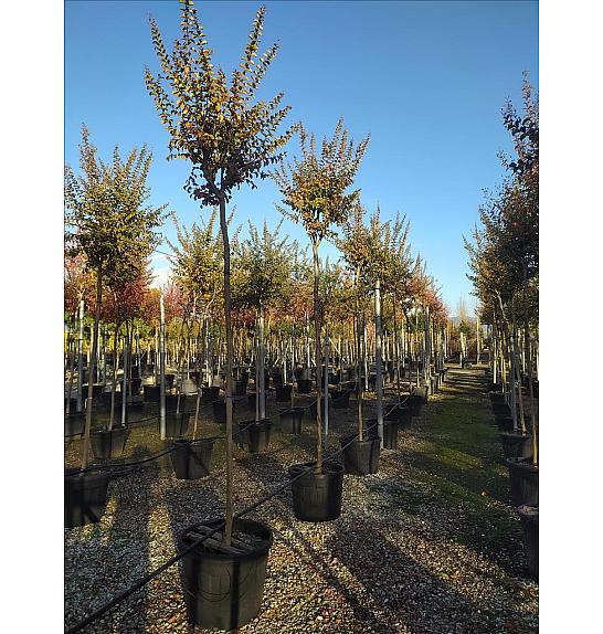 Lagerstroemia Indica In Cvs C70 Lit. Na Steblu 200 cm; 12/14 cm (ZEL)
