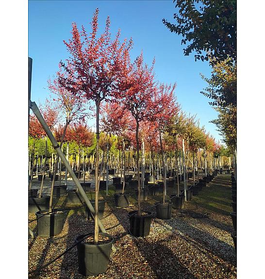 Lagerstroemia indica C90 Lit. Na Steblu 200 cm; 12/14 cm