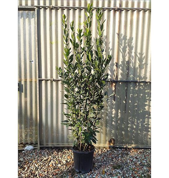 Laurus Nobilis C10 Lit. 150-175 cm (ZEL)