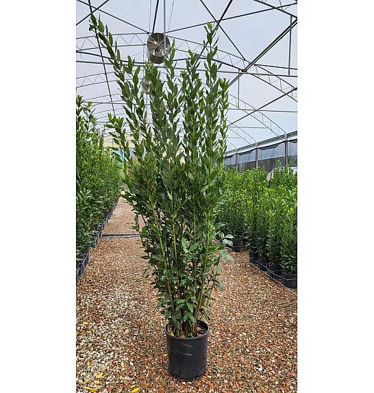 Laurus Nobilis C18 Lit. 200-250 cm (ZEL)