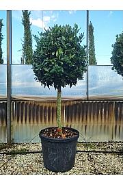 Laurus Nobilis C45 Lit. Na Steblu 100 cm; Krošnja 60/80 cm (ZEL)