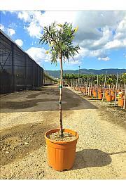 Libocedrus dec. Aureovariegata C18 Lit. Na Steblu 100 cm;