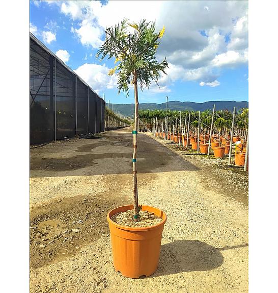 Libocedrus dec. Aureovariegata C18 Lit. Na Steblu 100 cm;