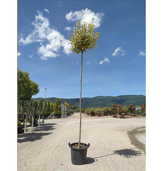 Ligustrum jap. Aureum C35 Lit. Na Steblu 200 cm; 8/10 cm