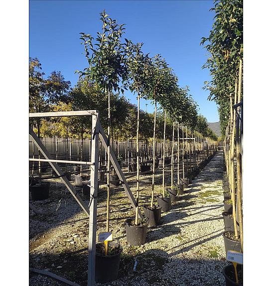 Ligustrum japonicum C30 Lit. Na Steblu 200 cm; 8/10 cm
