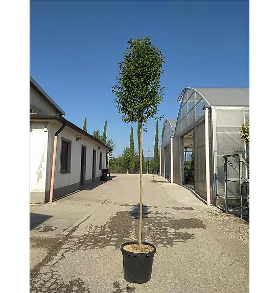 Ligustrum japonicum C35 Lit. Na Steblu 200 cm; 10/12 cm