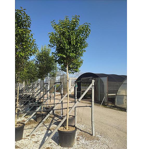 Ligustrum Japonicum  C40 Lit. Na Steblu 200 cm; 12/14 cm (ZEL)