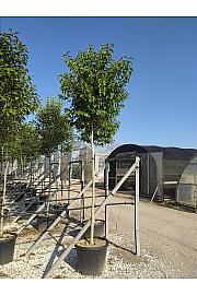 Ligustrum japonicum C40 Lit. Na Steblu 200 cm; 12/14 cm