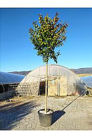 Ligustrum japonicum C60 Lit. Na Steblu 200 cm; 14/16 cm