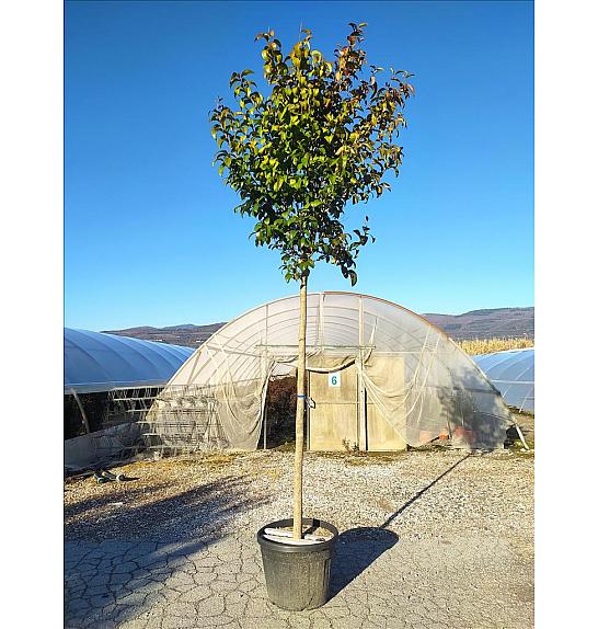 Ligustrum japonicum C60 Lit. Na Steblu 200 cm; 14/16 cm