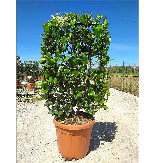 Ligustrum Texanum C30 Lit. 80-100 cm; Špalir
