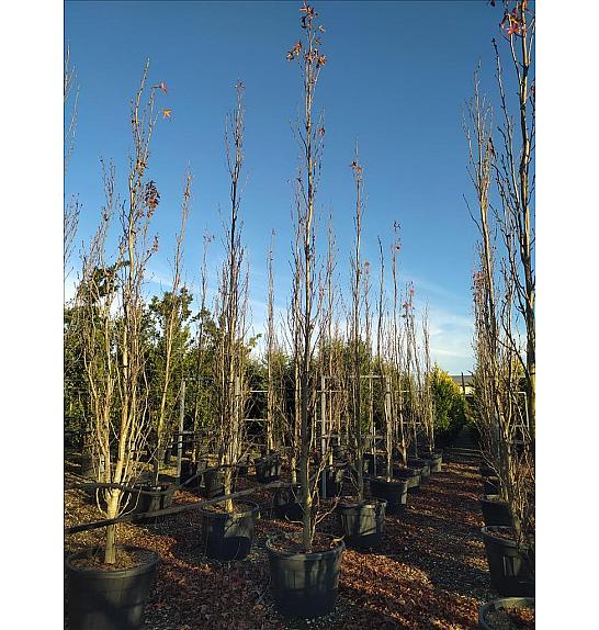 Liquidambar styraciflua Slender Silhouette C150 Lit. 400-450 cm