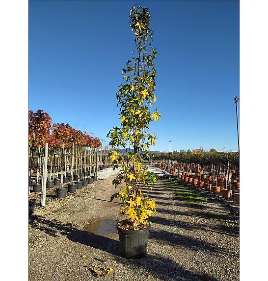 Liquidambar styraciflua Slender Silhouette C50 Lit. 300-350 cm