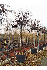 Liquidambar styraciflua Gum Ball C120 Lit. Na Steblu 200 cm; 16/18 cm