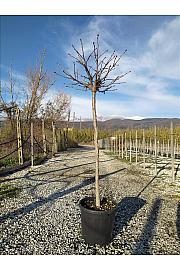 Liquidambar styraciflua Gum Ball C18 Lit. Na Steblu 100 cm; 8/10 cm