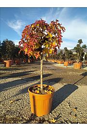 Liquidambar styraciflua Gum Ball C18 Lit. Na Steblu 50 cm;
