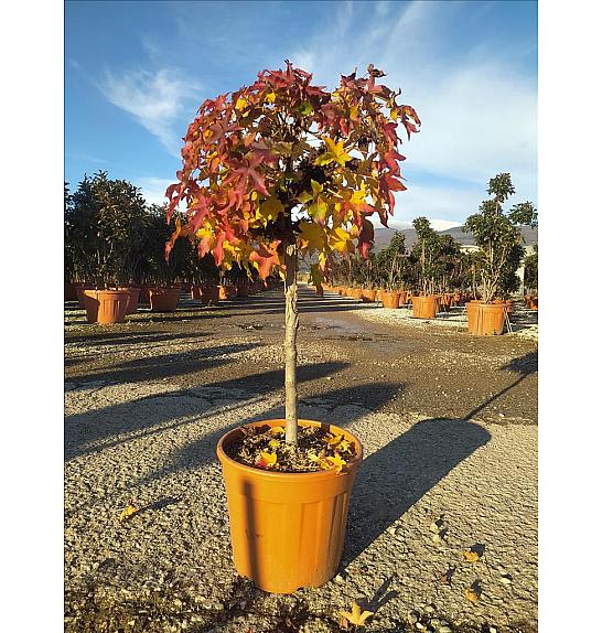 Liquidambar styraciflua Gum Ball C18 Lit. Na Steblu 50 cm;