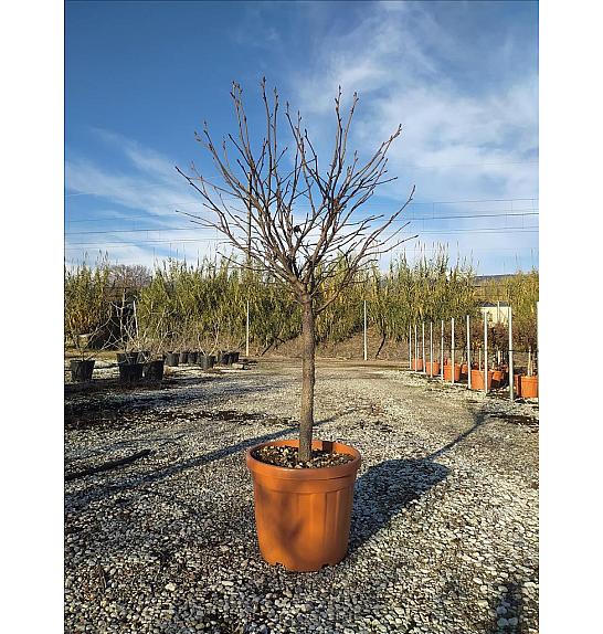 Liquidambar styraciflua Gum Ball C30 Lit. Na Steblu 50 cm;