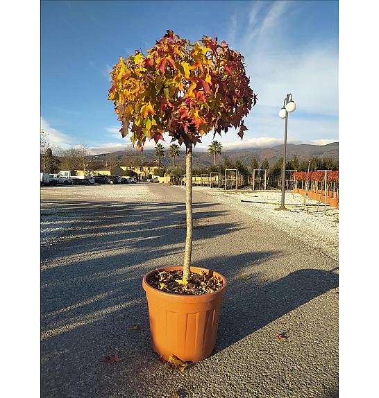 Liquidambar styraciflua Gum Ball C45 Lit. Na Steblu 100 cm; 12/14 cm