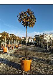 Liquidambar styraciflua Gum Ball C50 Lit. Na Steblu 150 cm; 10/12 cm