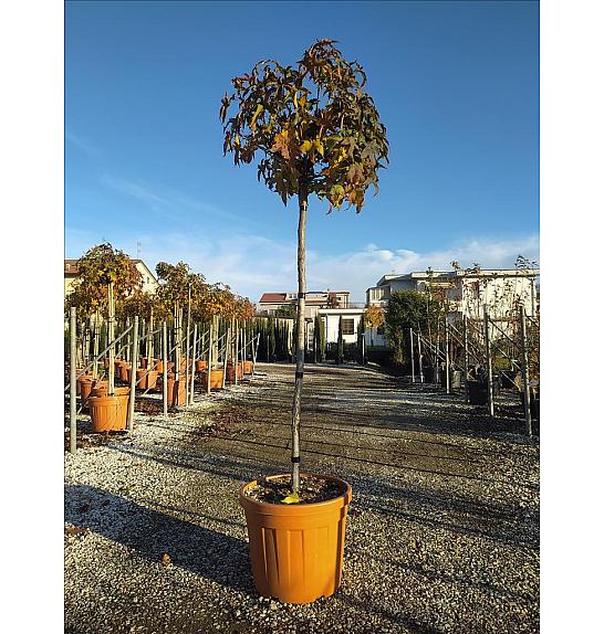 Liquidambar styraciflua Gum Ball C50 Lit. Na Steblu 150 cm; 10/12 cm
